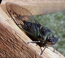 Amazing Cicada Pictures & Backgrounds