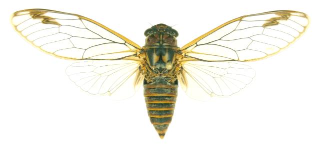 Cicada HD wallpapers, Desktop wallpaper - most viewed