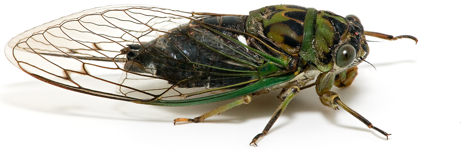 Cicada Pics, Animal Collection