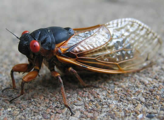 Cicada Backgrounds on Wallpapers Vista