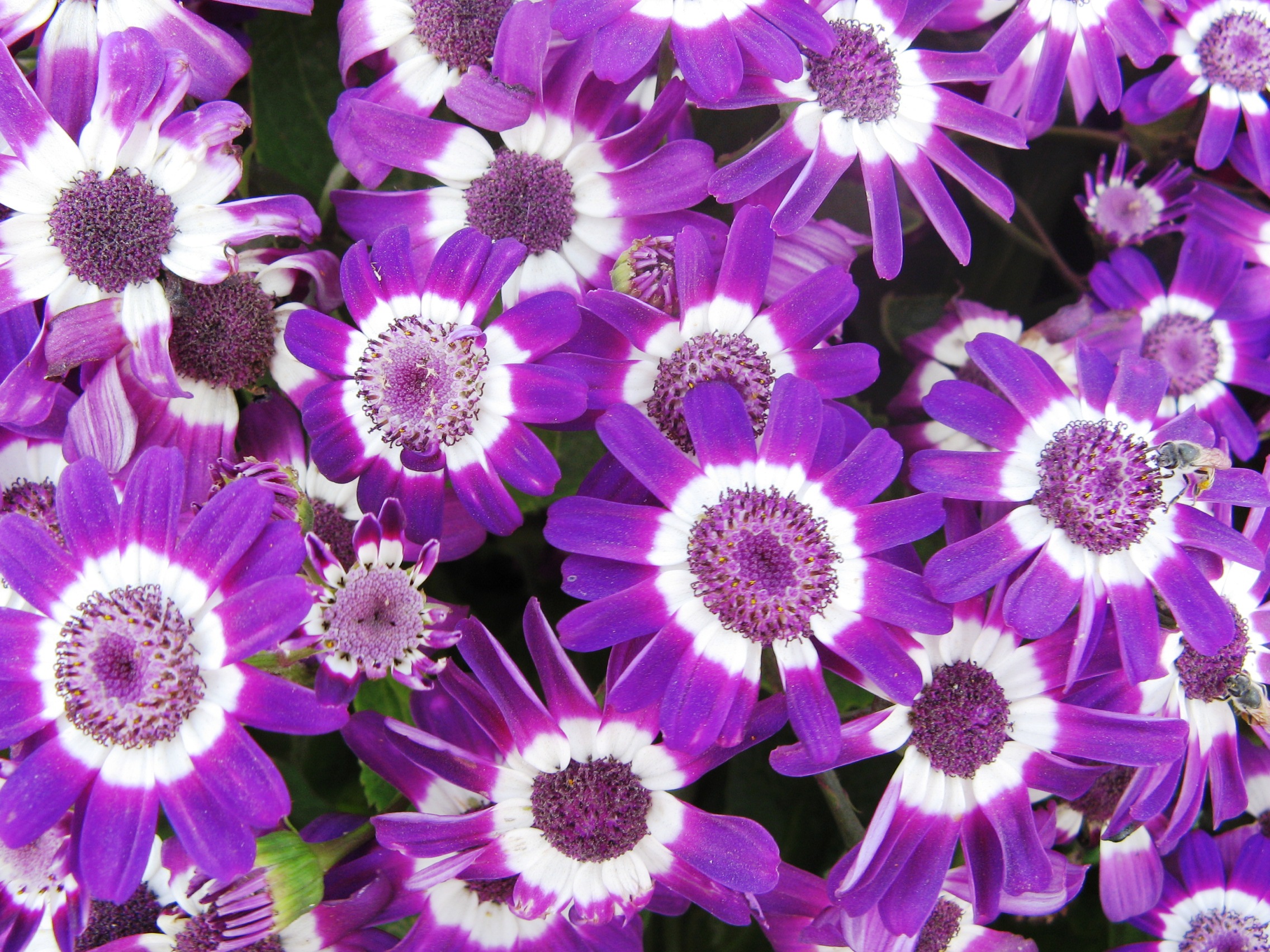 HD Quality Wallpaper | Collection: Earth, 2272x1704 Cineraria