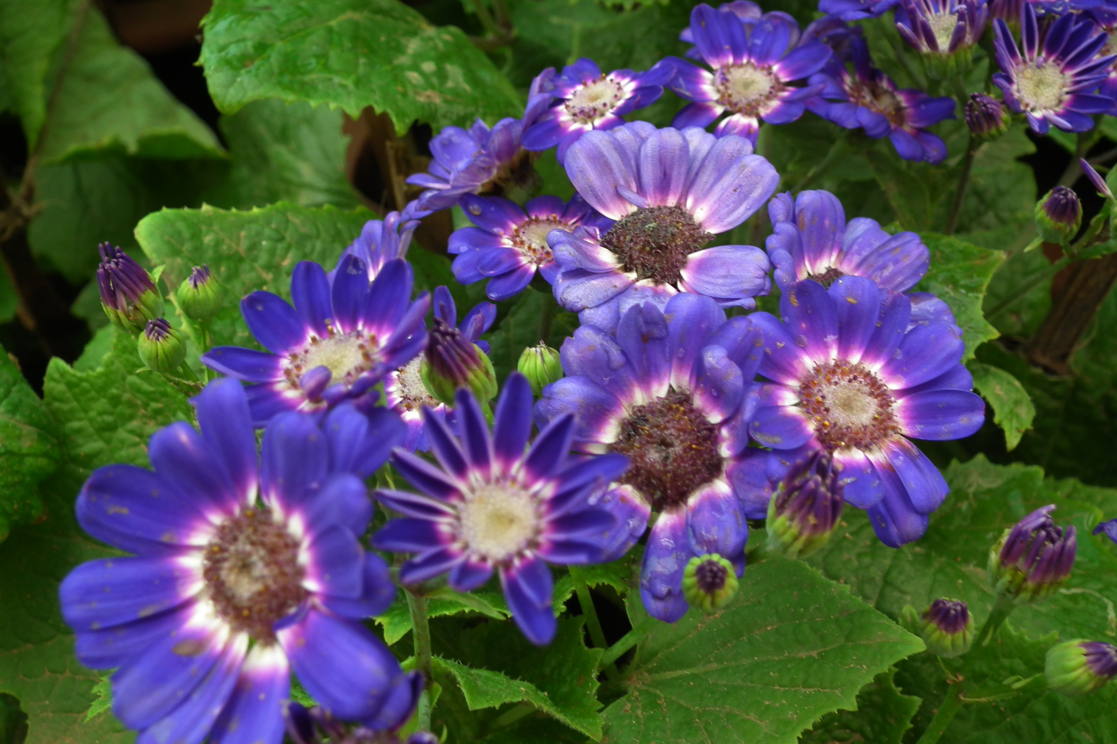 HD Quality Wallpaper | Collection: Earth, 3648x2432 Cineraria