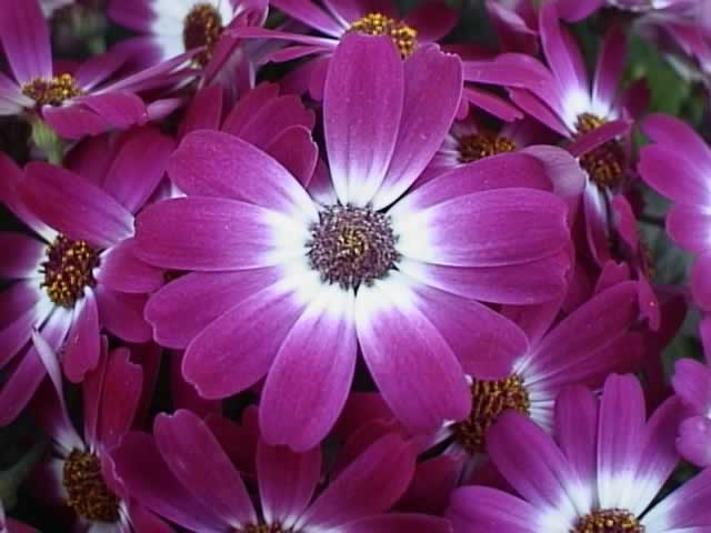 Cineraria High Quality Background on Wallpapers Vista