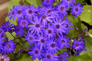 Nice Images Collection: Cineraria Desktop Wallpapers