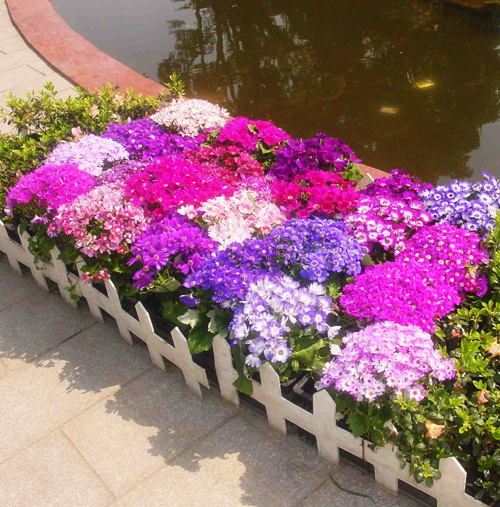 Amazing Cineraria Pictures & Backgrounds
