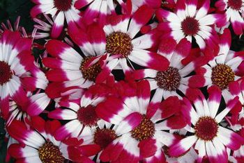 Cineraria Backgrounds on Wallpapers Vista