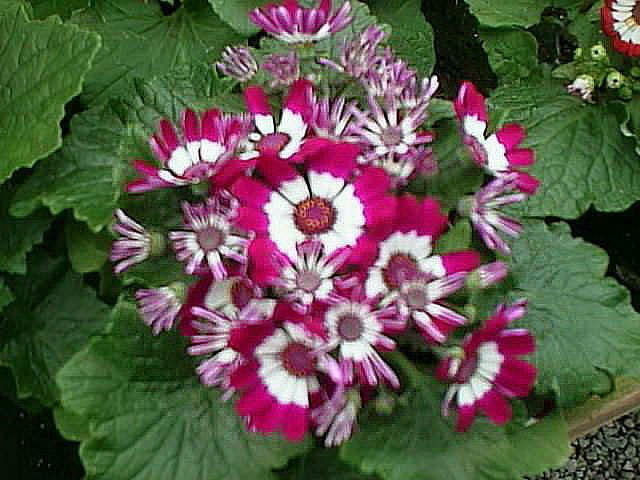 Nice wallpapers Cineraria 640x480px