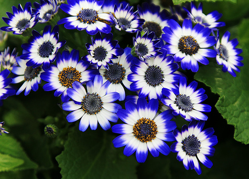 Nice wallpapers Cineraria 500x359px