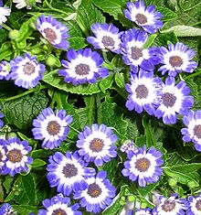 Cineraria Backgrounds on Wallpapers Vista