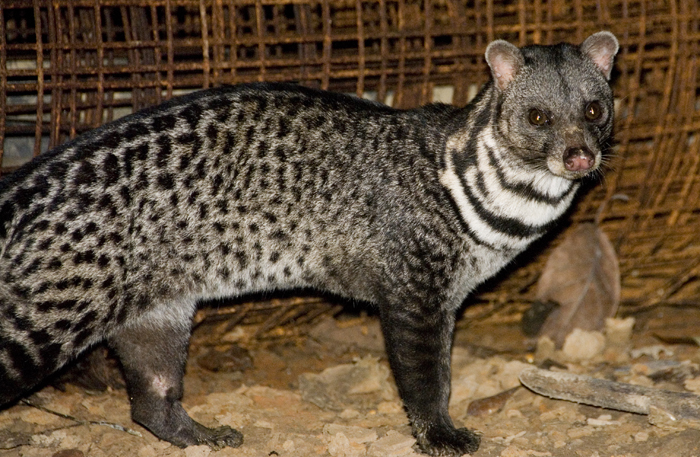 Civet High Quality Background on Wallpapers Vista
