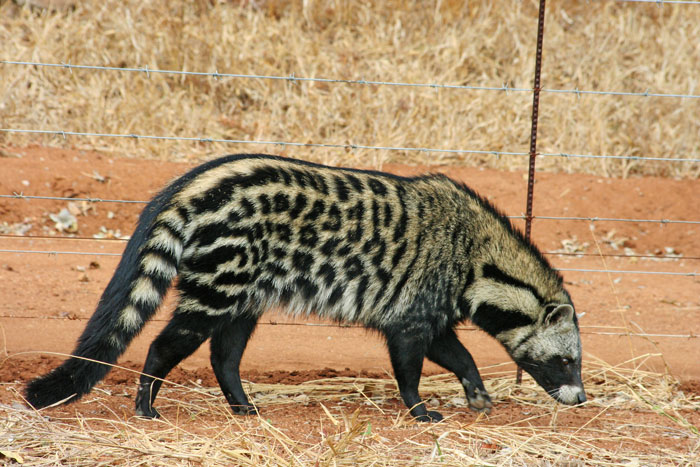 Civet Pics, Animal Collection