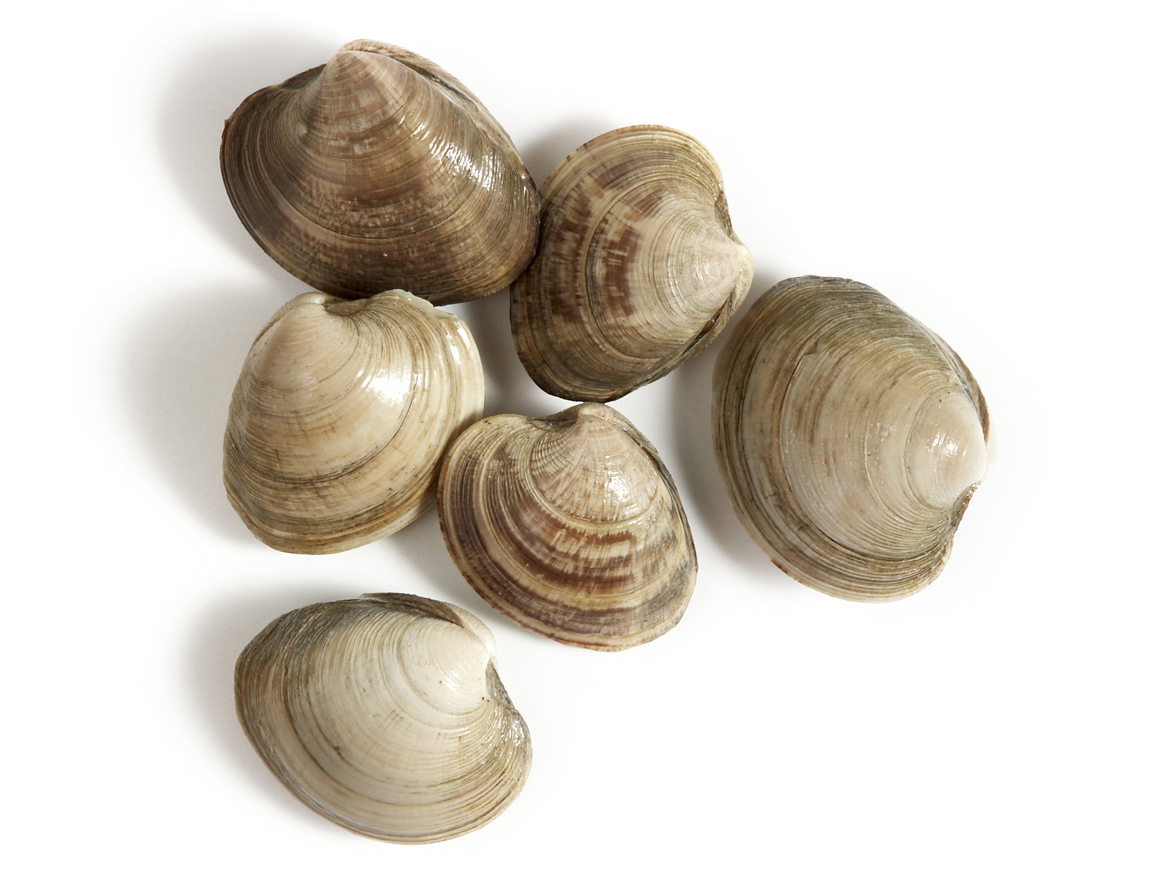 2336x1752 > Clams Wallpapers