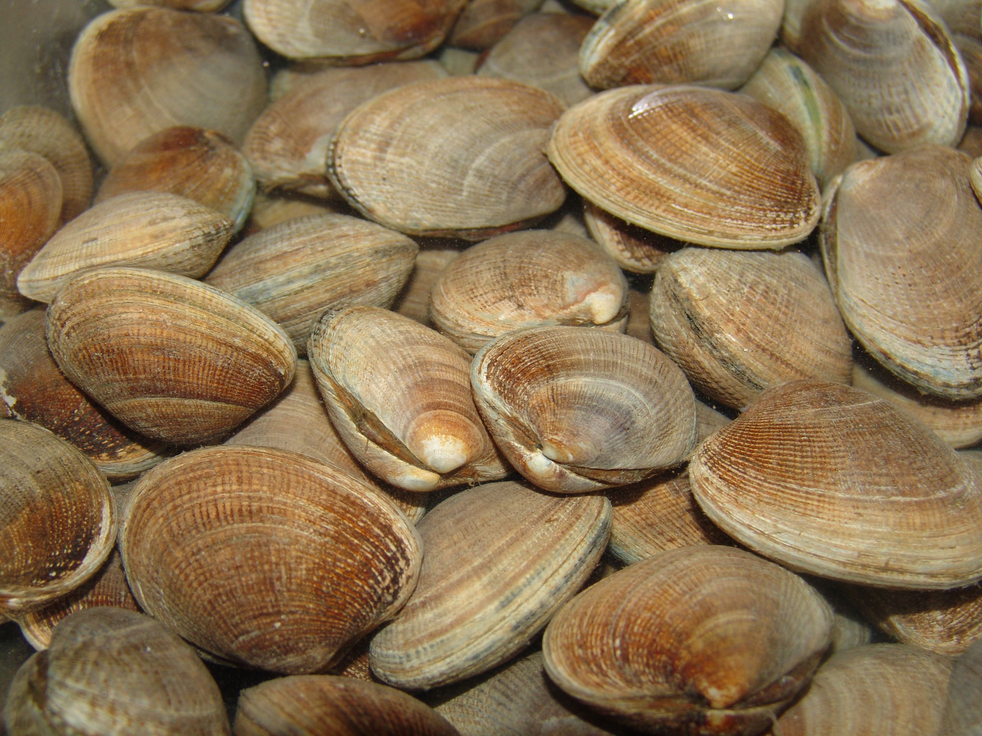 Images of Clams | 3264x2448