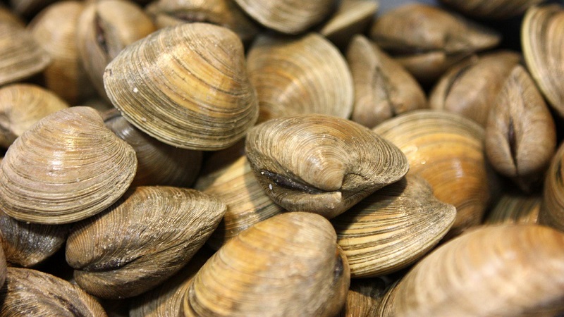 Clams High Quality Background on Wallpapers Vista