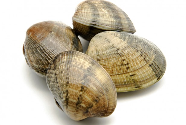 HD Quality Wallpaper | Collection: Food, 617x416 Clams