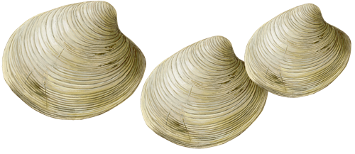 Images of Clams | 500x217