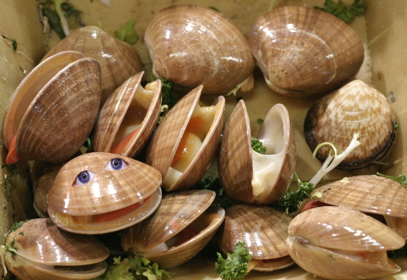 Amazing Clams Pictures & Backgrounds