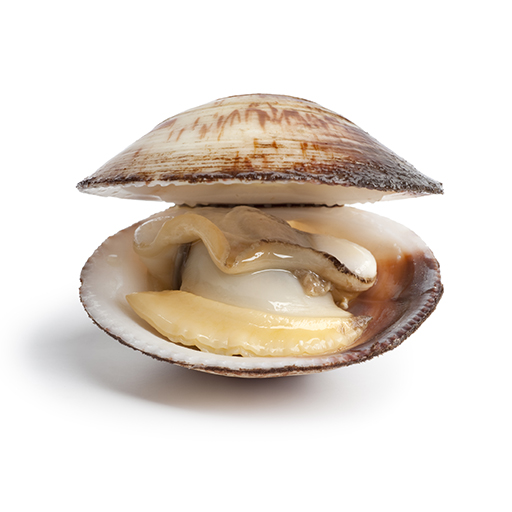 HD Quality Wallpaper | Collection: Food, 512x512 Clams
