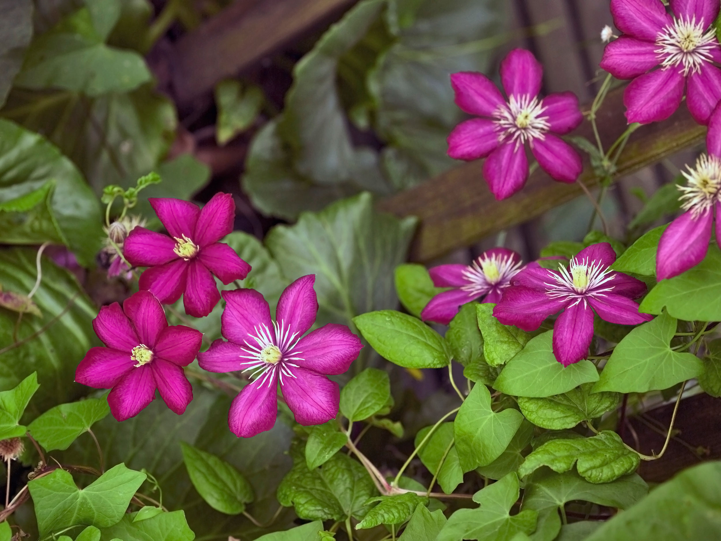 Clematis High Quality Background on Wallpapers Vista