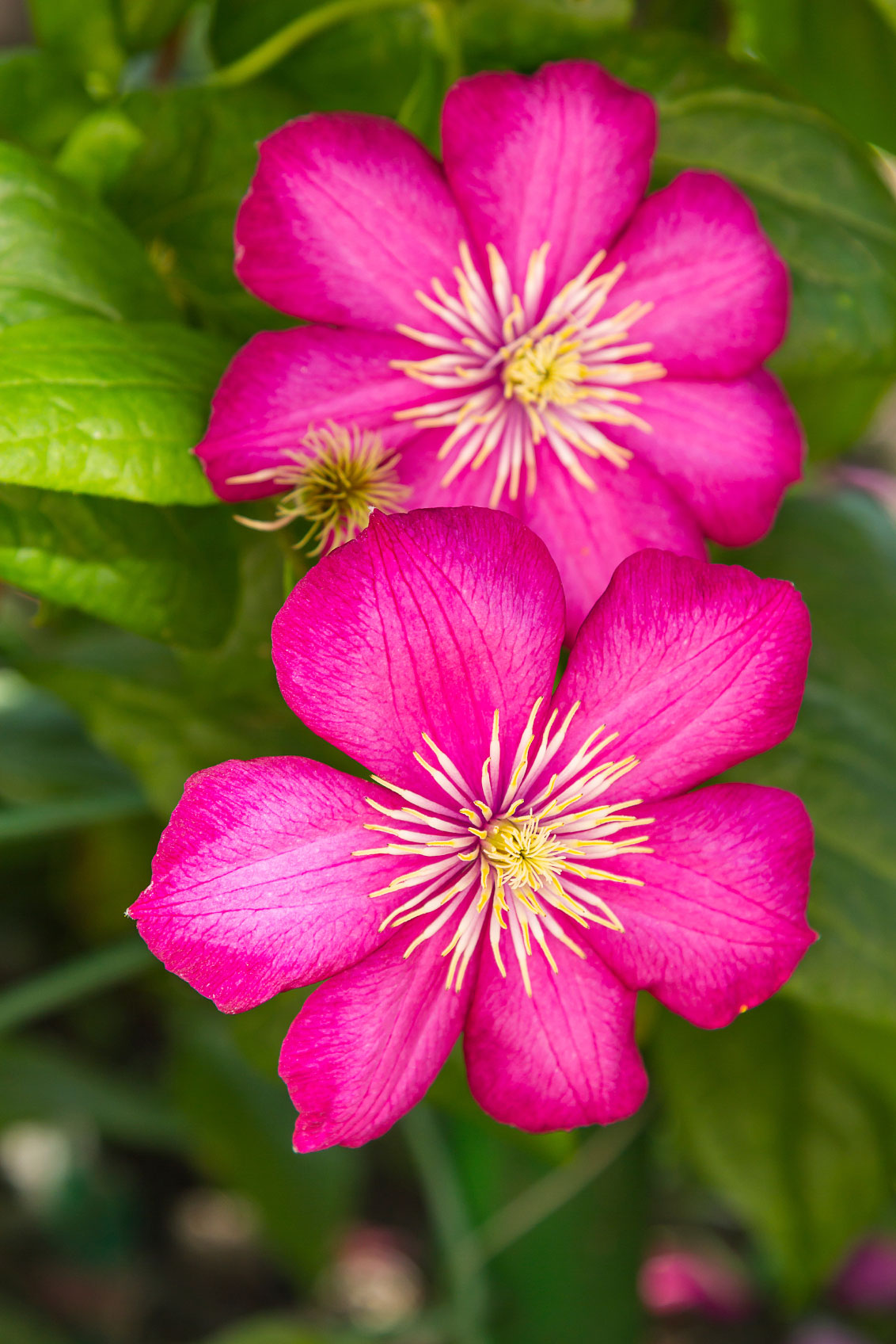 HQ Clematis Wallpapers | File 305.8Kb