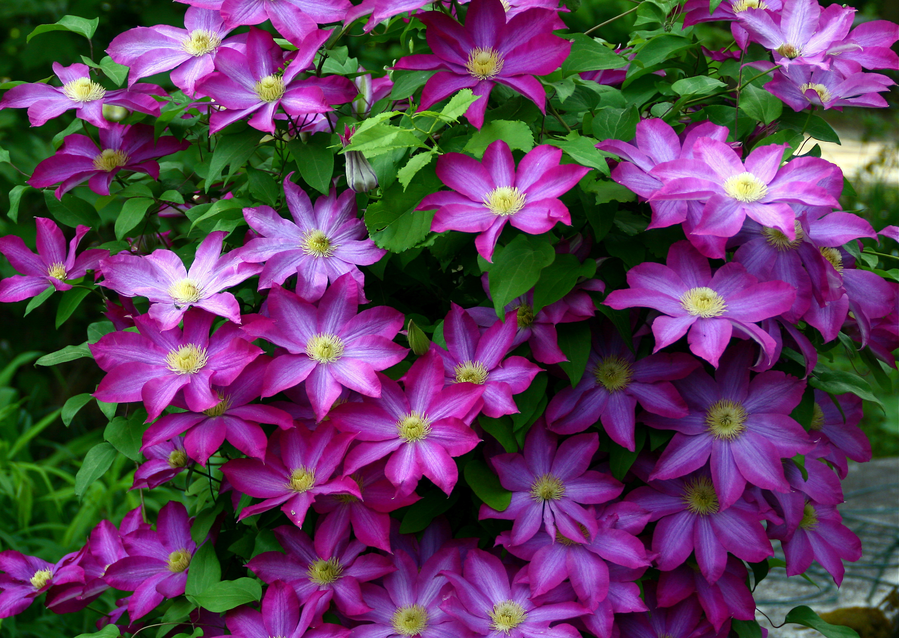 Clematis Backgrounds on Wallpapers Vista
