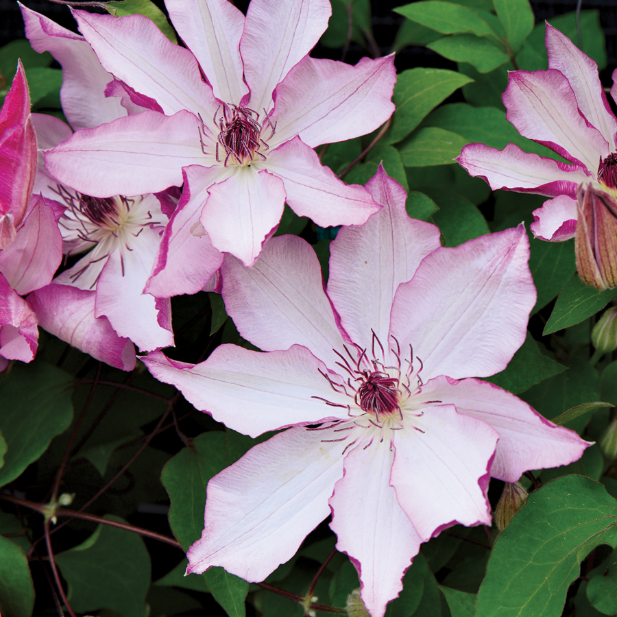Clematis Pics, Earth Collection