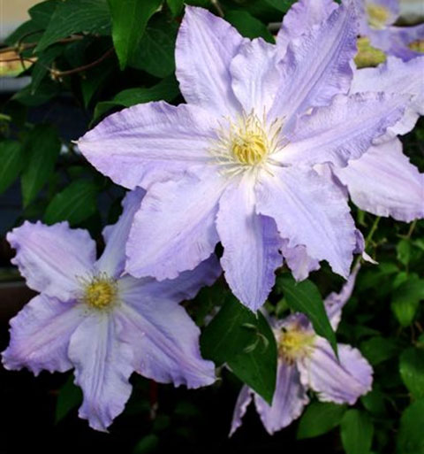 Clematis Backgrounds on Wallpapers Vista