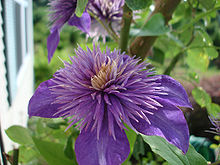 Nice wallpapers Clematis 220x165px