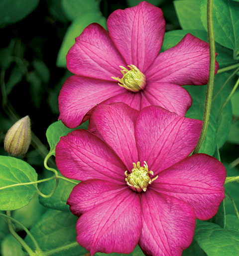 Clematis Pics, Earth Collection