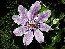 Nice wallpapers Clematis 220x165px