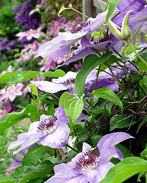 Amazing Clematis Pictures & Backgrounds