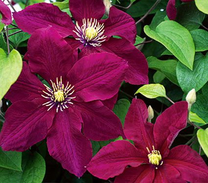 Amazing Clematis Pictures & Backgrounds