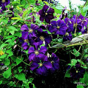 Clematis High Quality Background on Wallpapers Vista
