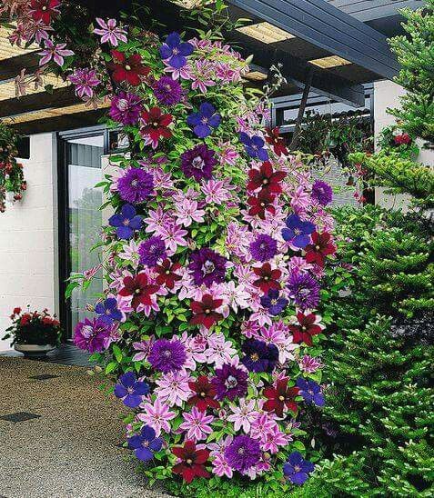 Images of Clematis | 477x548