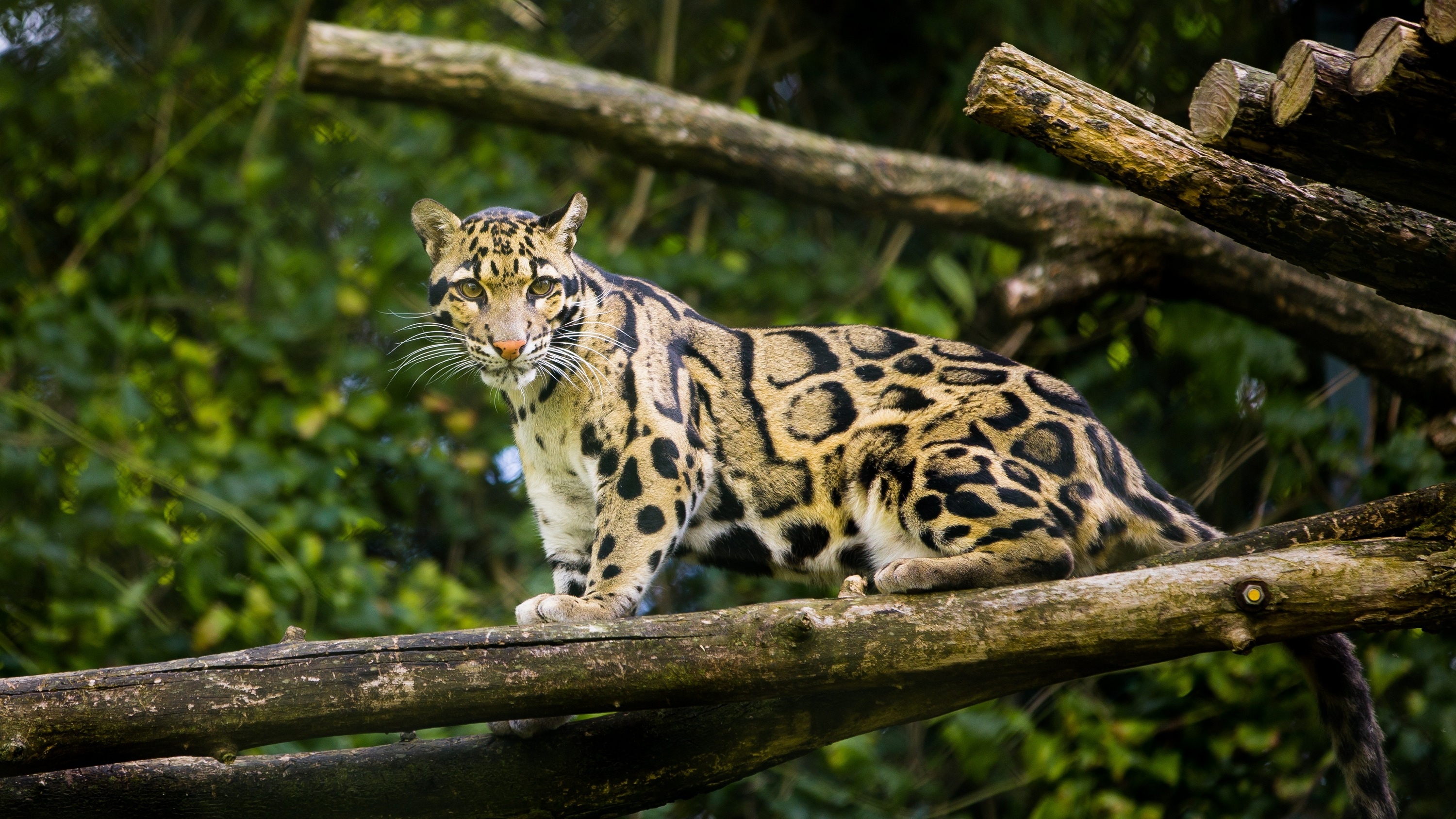 Clouded Leopard  High Quality Background on Wallpapers Vista
