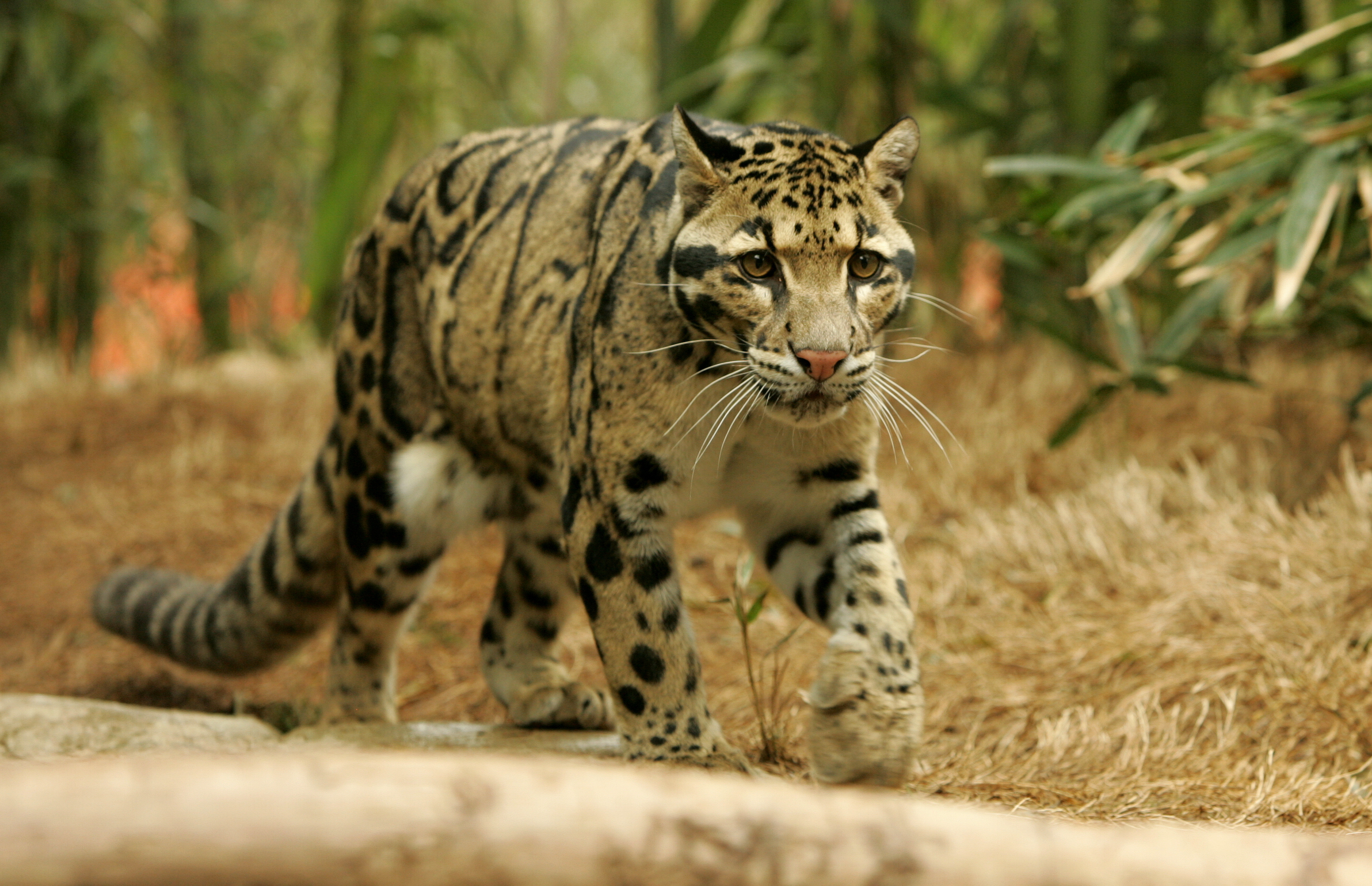 Nice wallpapers Clouded Leopard  4800x3101px