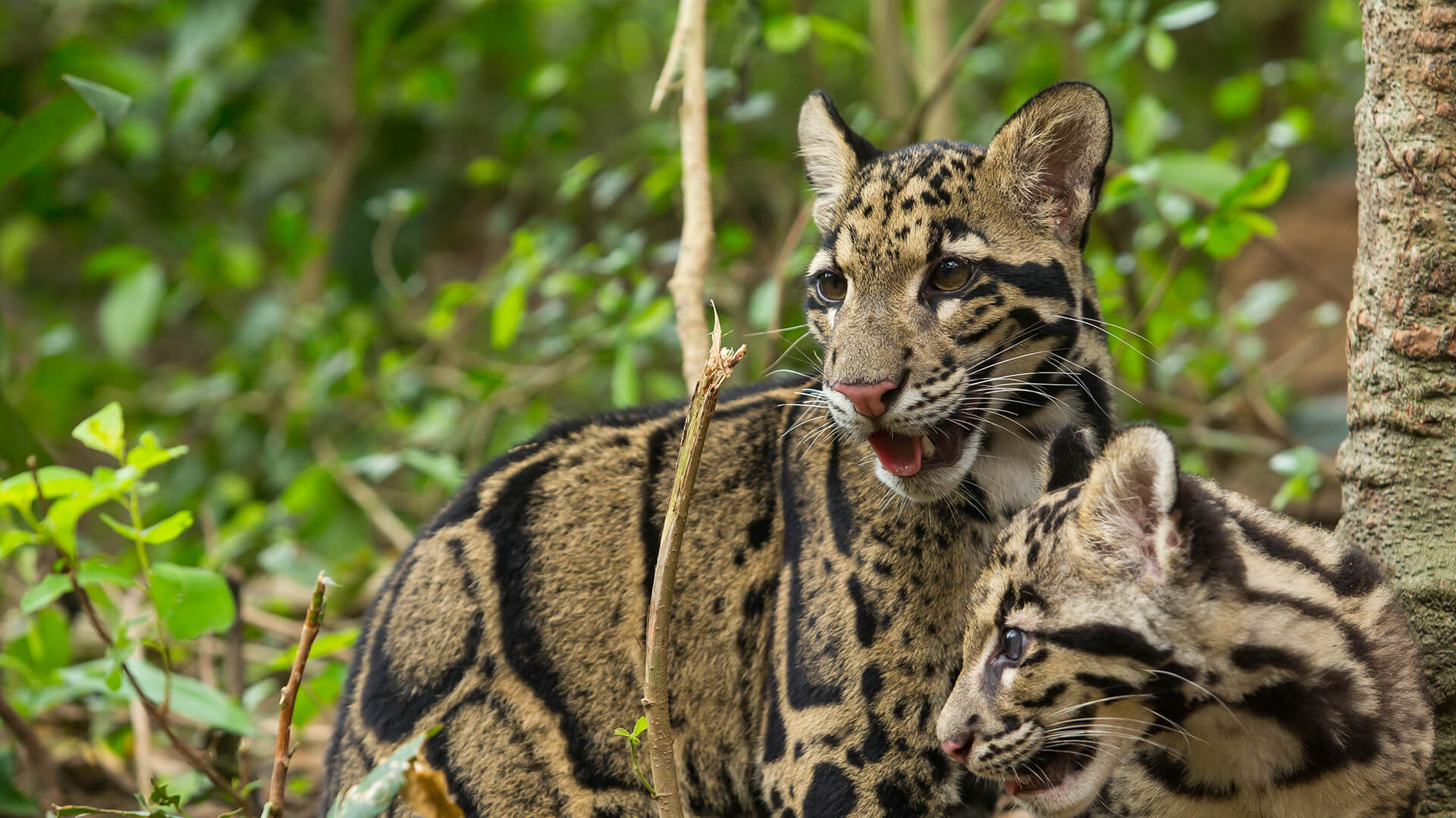 Clouded Leopard  Pics, Animal Collection