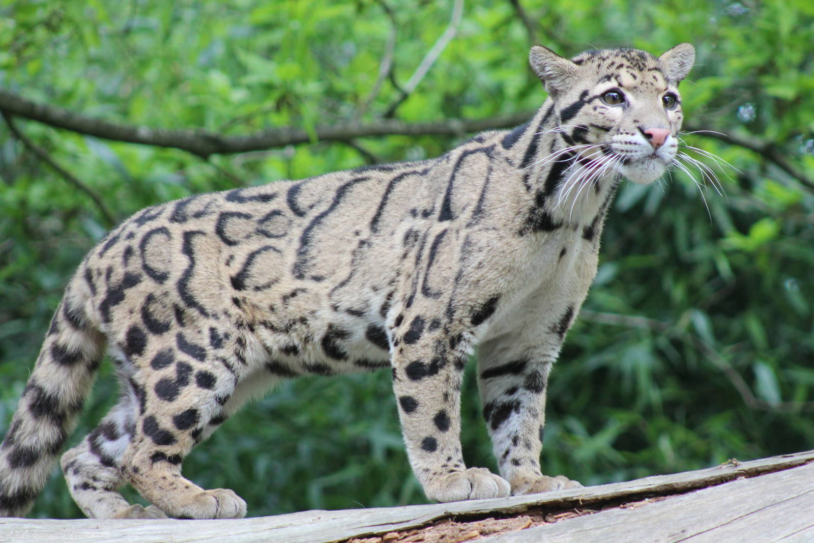 Images of Clouded Leopard  | 1600x1067