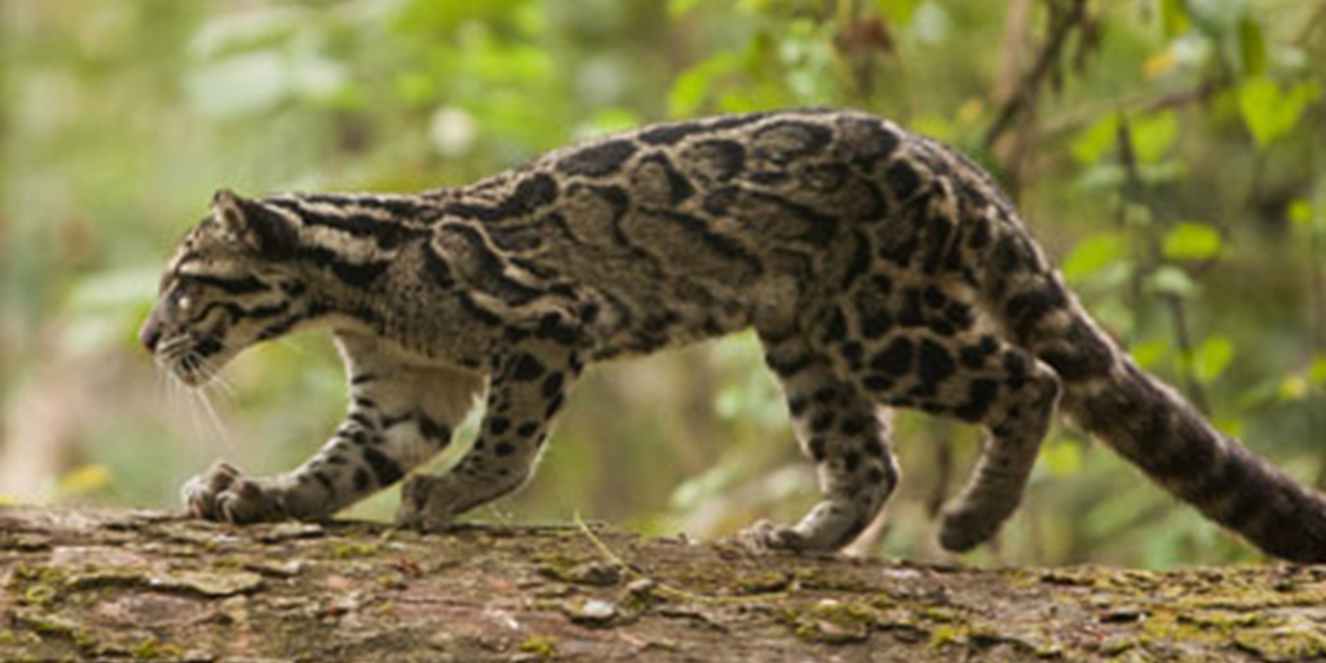 HQ Clouded Leopard  Wallpapers | File 207.7Kb