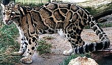 HD Quality Wallpaper | Collection: Animal, 220x128 Clouded Leopard 