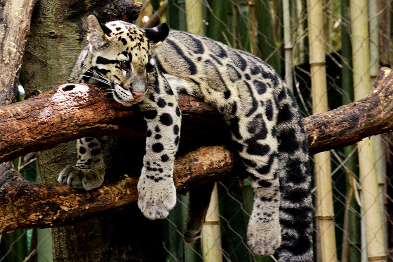 Clouded Leopard  Pics, Animal Collection