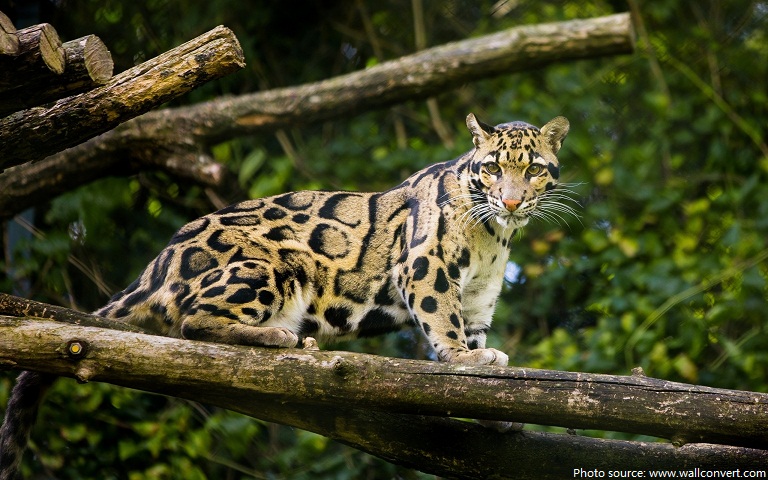 Nice wallpapers Clouded Leopard  768x480px