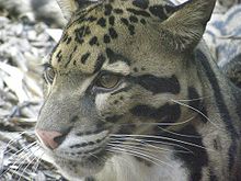 Clouded Leopard  Backgrounds on Wallpapers Vista
