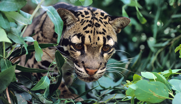 Nice wallpapers Clouded Leopard  710x408px