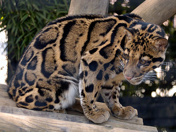 Images of Clouded Leopard  | 600x450