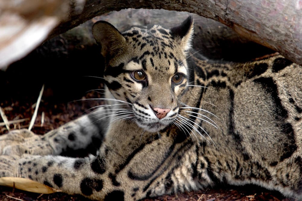 Nice wallpapers Clouded Leopard  1000x667px