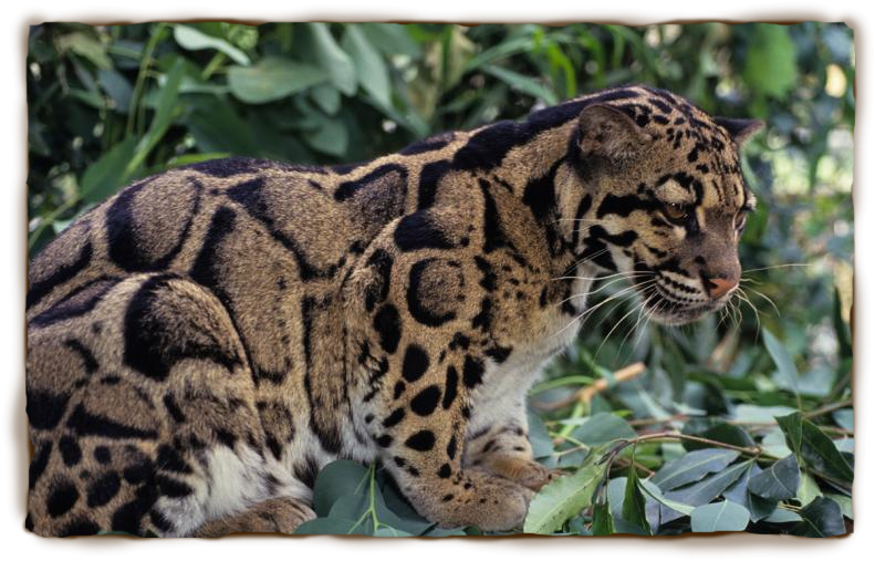 HD Quality Wallpaper | Collection: Animal, 791x507 Clouded Leopard 