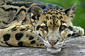 Nice Images Collection: Clouded Leopard  Desktop Wallpapers