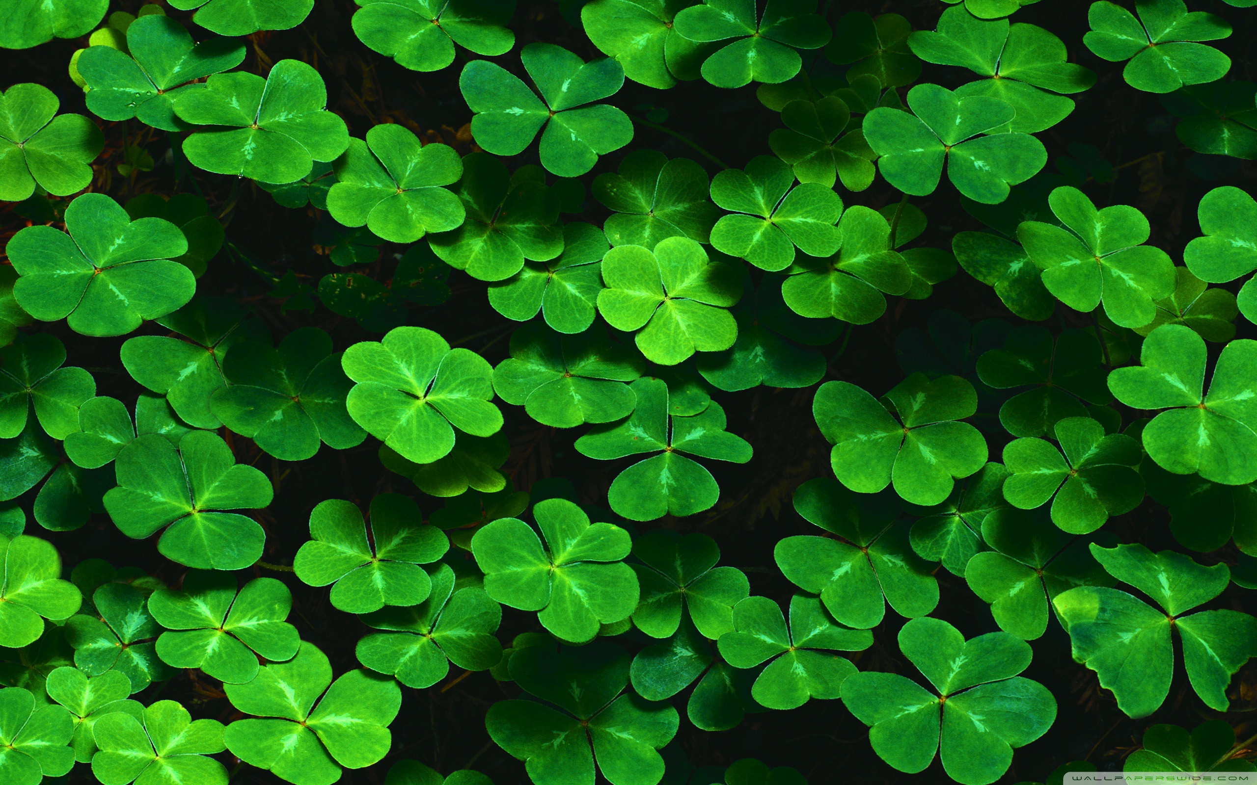 Nice wallpapers Clover 2560x1600px