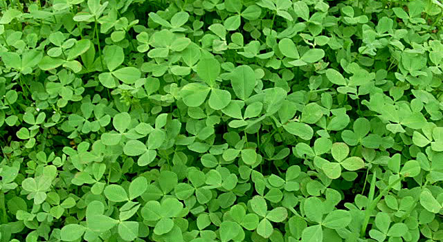 Nice wallpapers Clover 640x350px